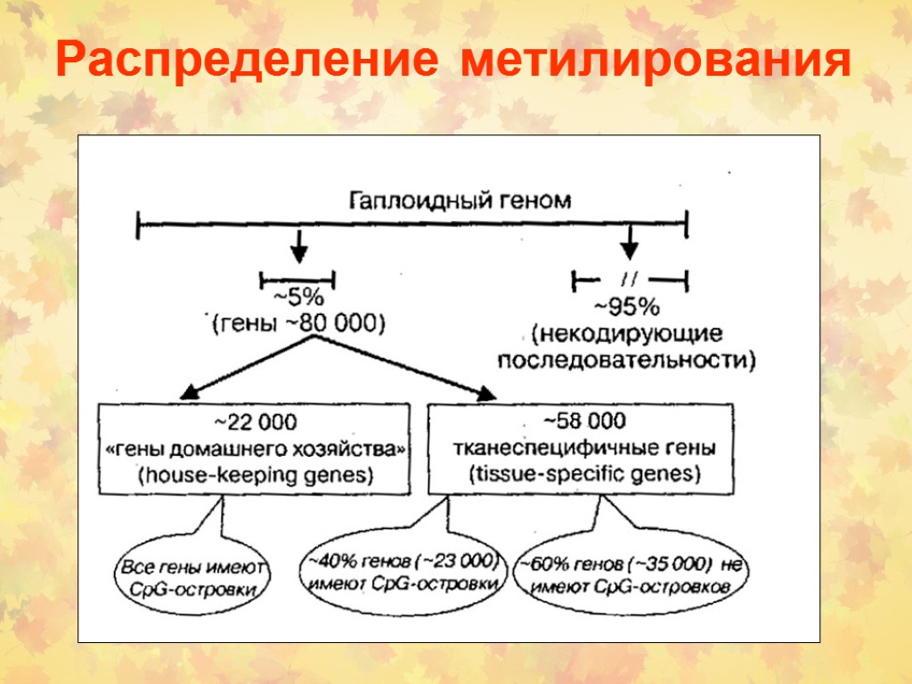 Распределение метилирования